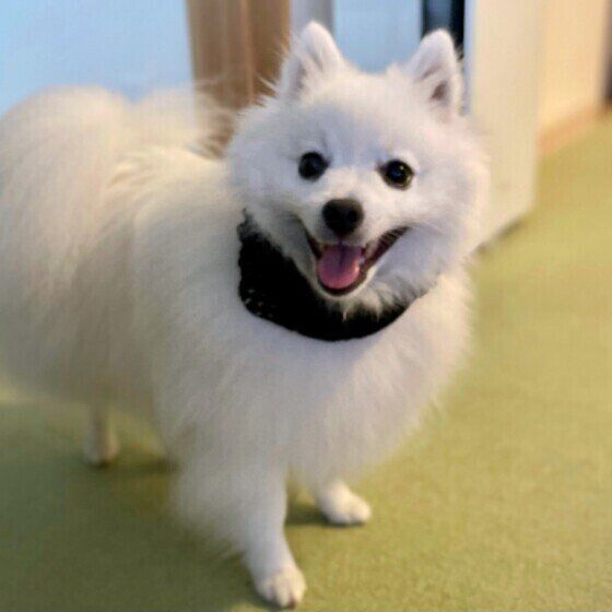 日本スピッツのまよちゃん