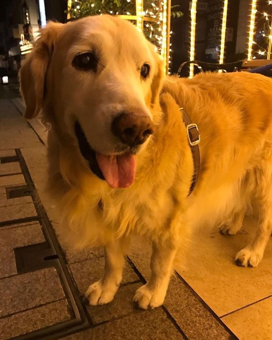 ゴールデンレトリバー Shiny