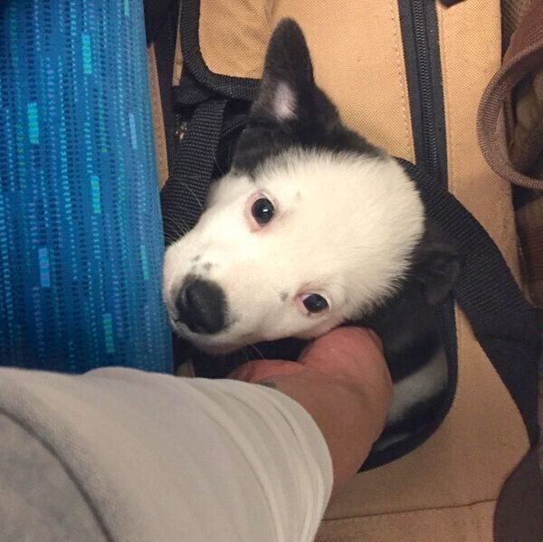 見つめるスヌーピーちゃん