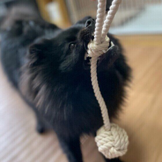 ポメラニアンのふう太♂