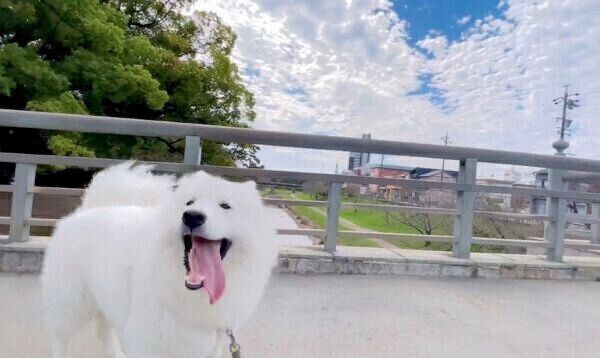 お散歩を楽しむもものすけくん