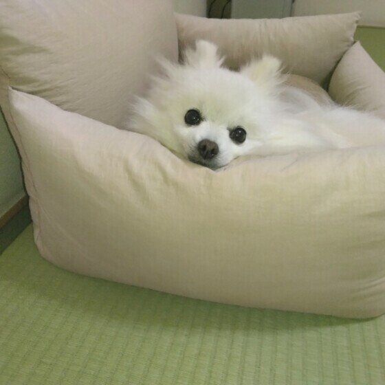 お気に入りの場所でくつろぐワンちゃん