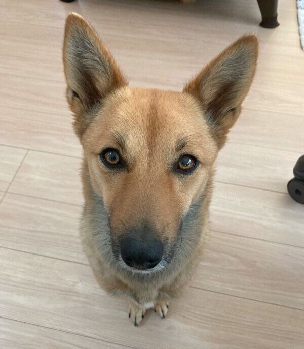 見つめるいのちゃん