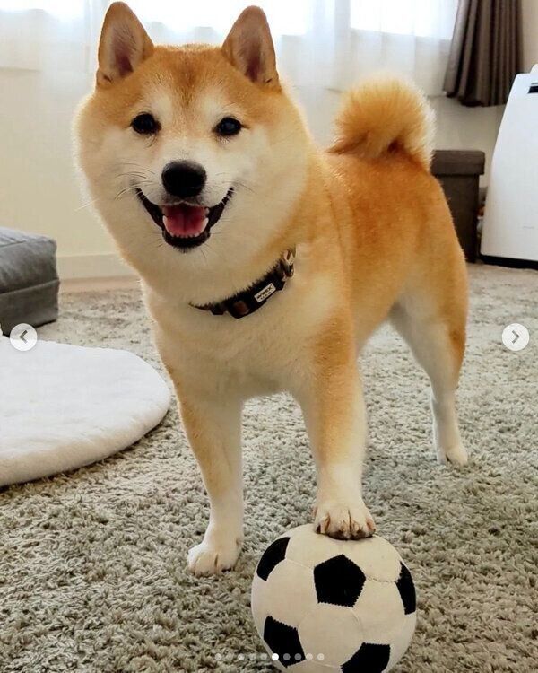 ボールで遊ぶ福来くん