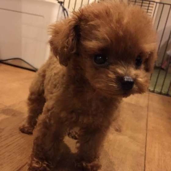 おりこうさんにしていたトイ・プードルのセナ