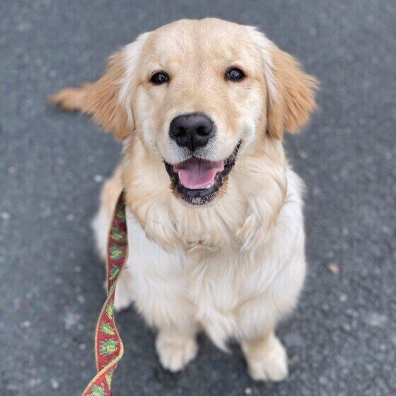 散歩している子犬のゴールデン・レトリーバー