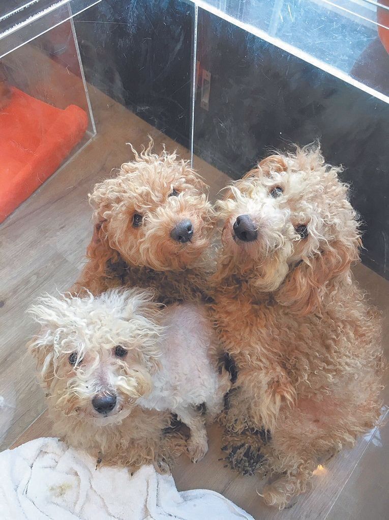 多頭飼育崩壊した個人がトイ・プードル10頭を外に捨てたとき７頭をWANBOで保護。被毛が糞尿で固まり悲惨な状況に