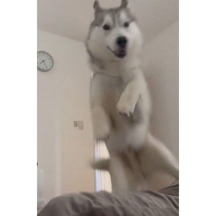 飼い主さんを雑に起こす珀くん