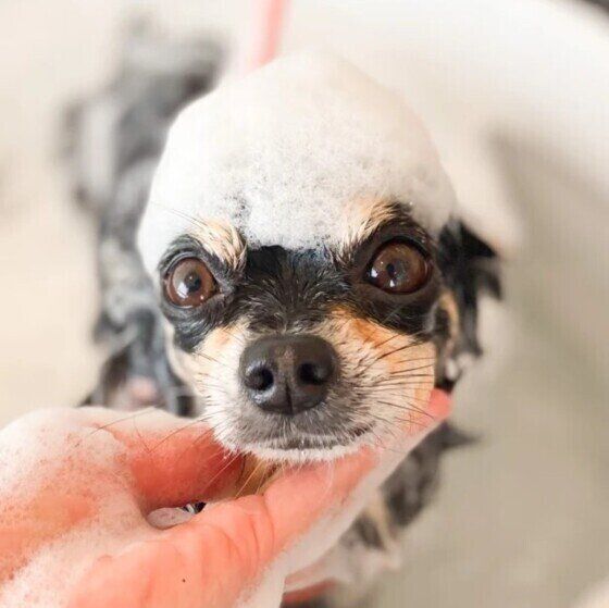 チワワのナツくん