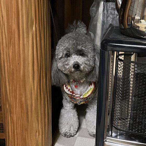 トイ・プードルのあいちゃん