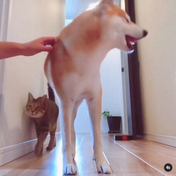 飼い主さんに「おはようのナデナデ」をしてもらうHaluくん、猫のMugiくん