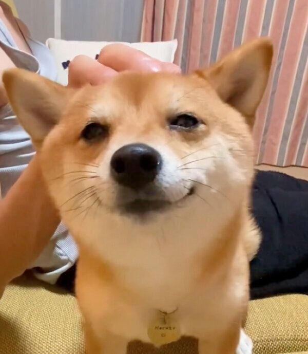 パパさんになでてもらって、うっとりした表情になるまるこちゃん