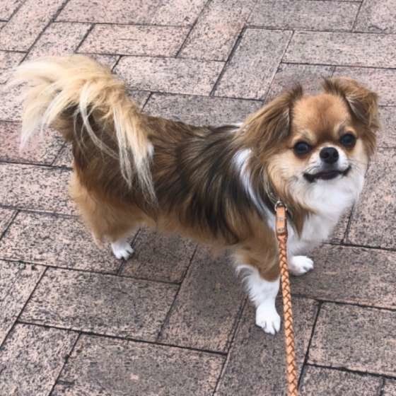 さんくん  チワワ