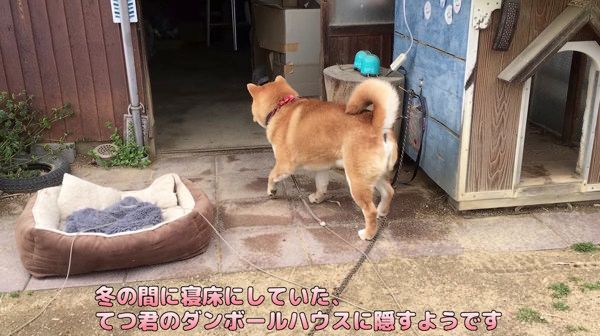 挙動不審になってしまう柴犬