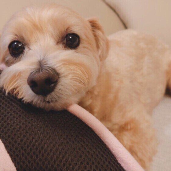 Mix小型犬のmocoちゃん