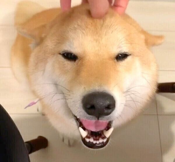 笑顔の味噌ちゃん