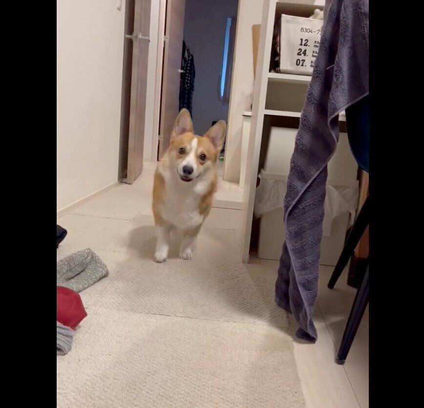 見つめるはるたくん