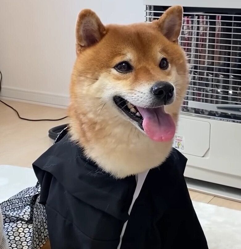 柴犬からの新年の挨拶姿がとってもかわいい 今年もよろしくね いぬのきもちweb Magazine