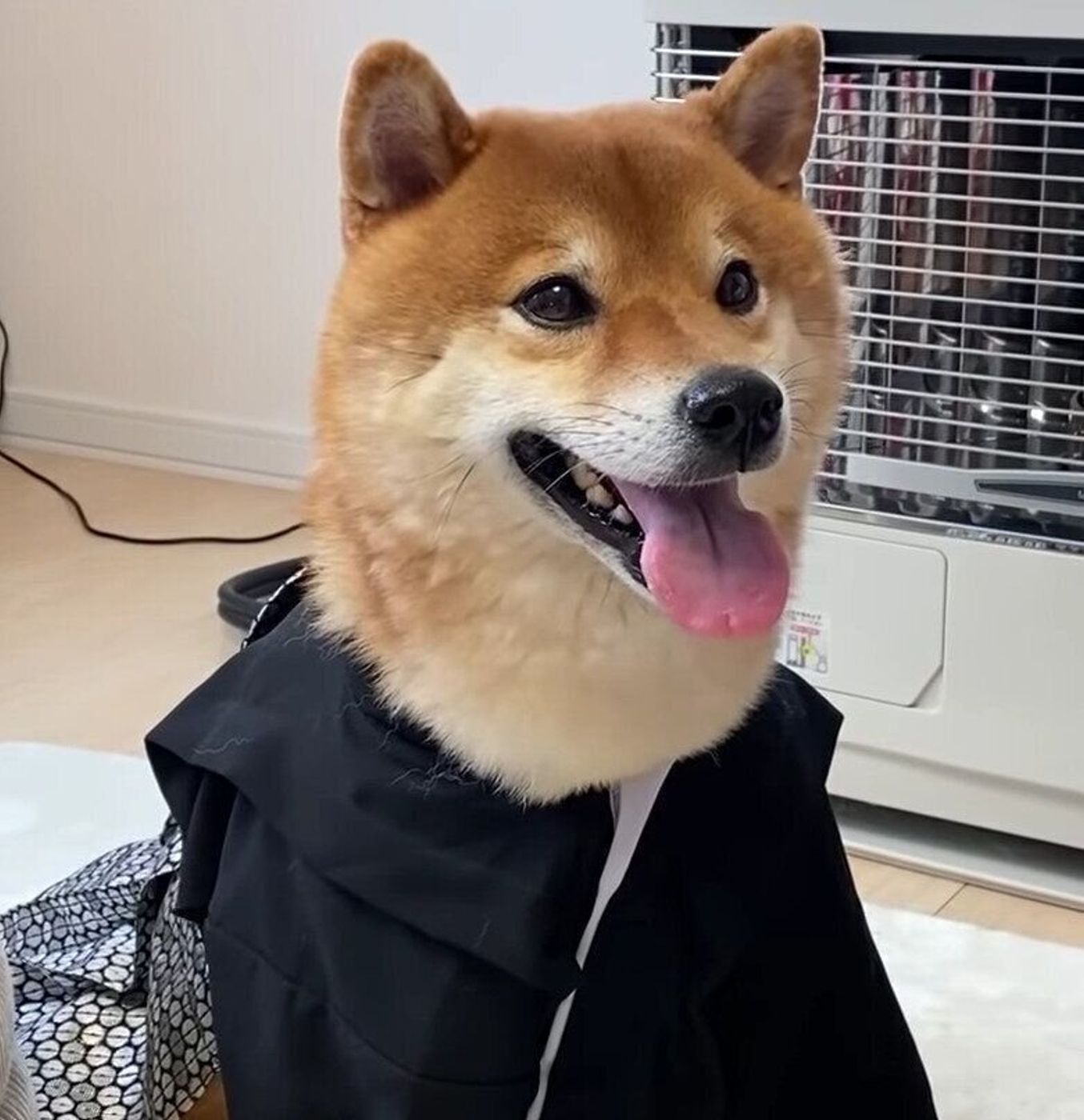 柴犬からの新年の挨拶姿がとってもかわいい 今年もよろしくね いぬのきもちweb Magazine 柴犬からの新年の挨拶姿がとってもかわいい 今年もよろしくね いぬのきもちweb Magazine