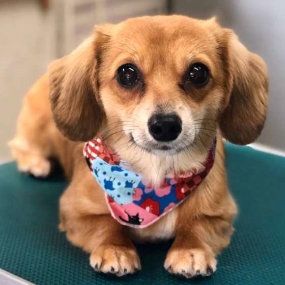 かわいくカットした胡桃ちゃん