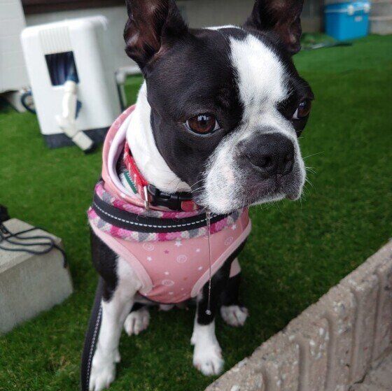 よだれを垂らす姿もかわいいボストン・テリアのハナちゃん