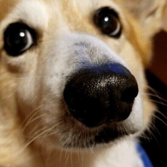犬の薬を上手に飲ませる方法は？ 犬が薬だけ出す・残す・嫌がる時の対処法 いぬのきもちWEBMAGAZINE