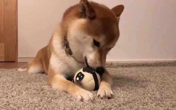 ボール遊びをする柴犬