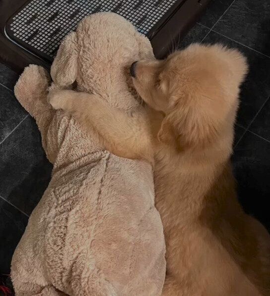 ぬいぐるみと仲良しなうにちゃん