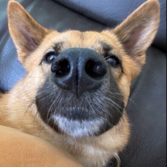 犬に鼻毛はないが 鼻くそ ってつくの 犬の不思議な生態 いぬのきもちweb Magazine