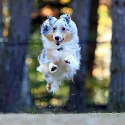 走るシェルティー