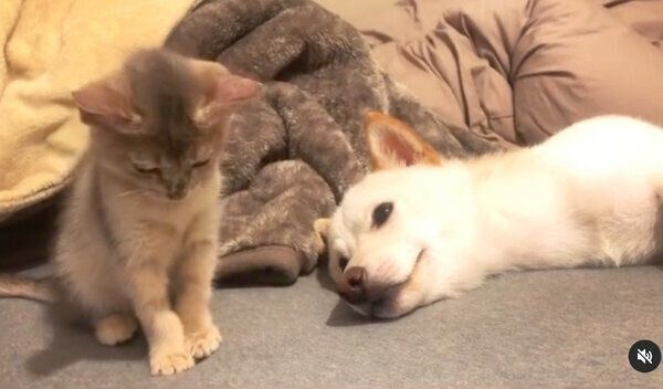 眠たい麦くんと、遊びたいラテちゃん