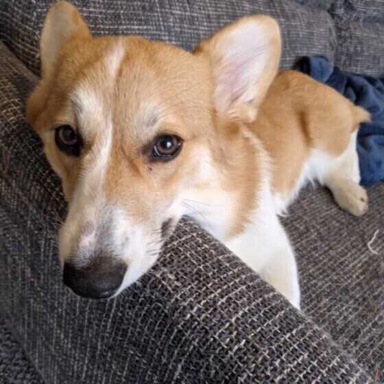 ソファでくつろぐウェルシュ・コーギー・カーディガン