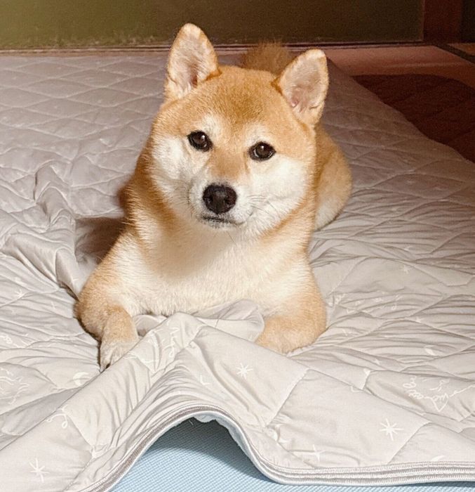 ひんやりマットをクシャクシャにするつむちゃん