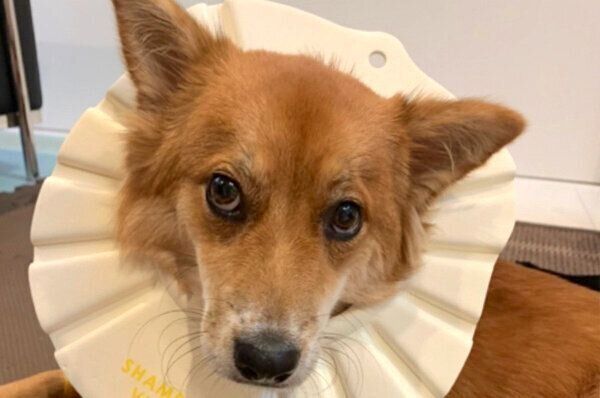 見つめるラテちゃん