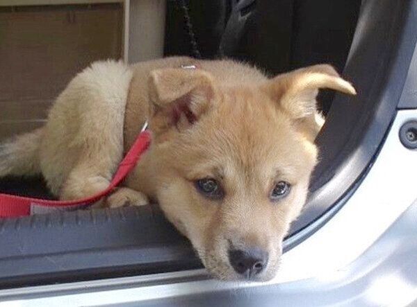 子犬時代の柚ちゃん