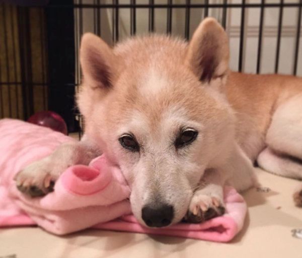 柴犬のはなちゃん