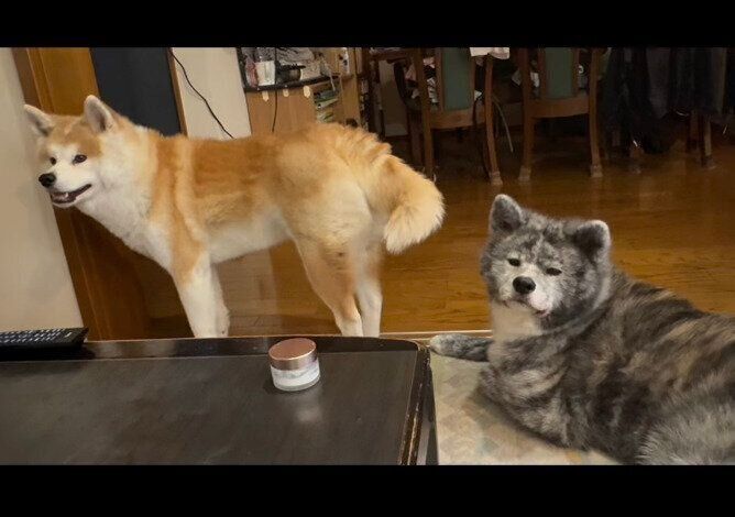 長男の帰宅に気づくこむぎちゃん、ぱたこちゃん