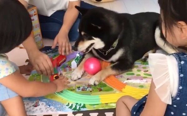 柴犬と子どもたち