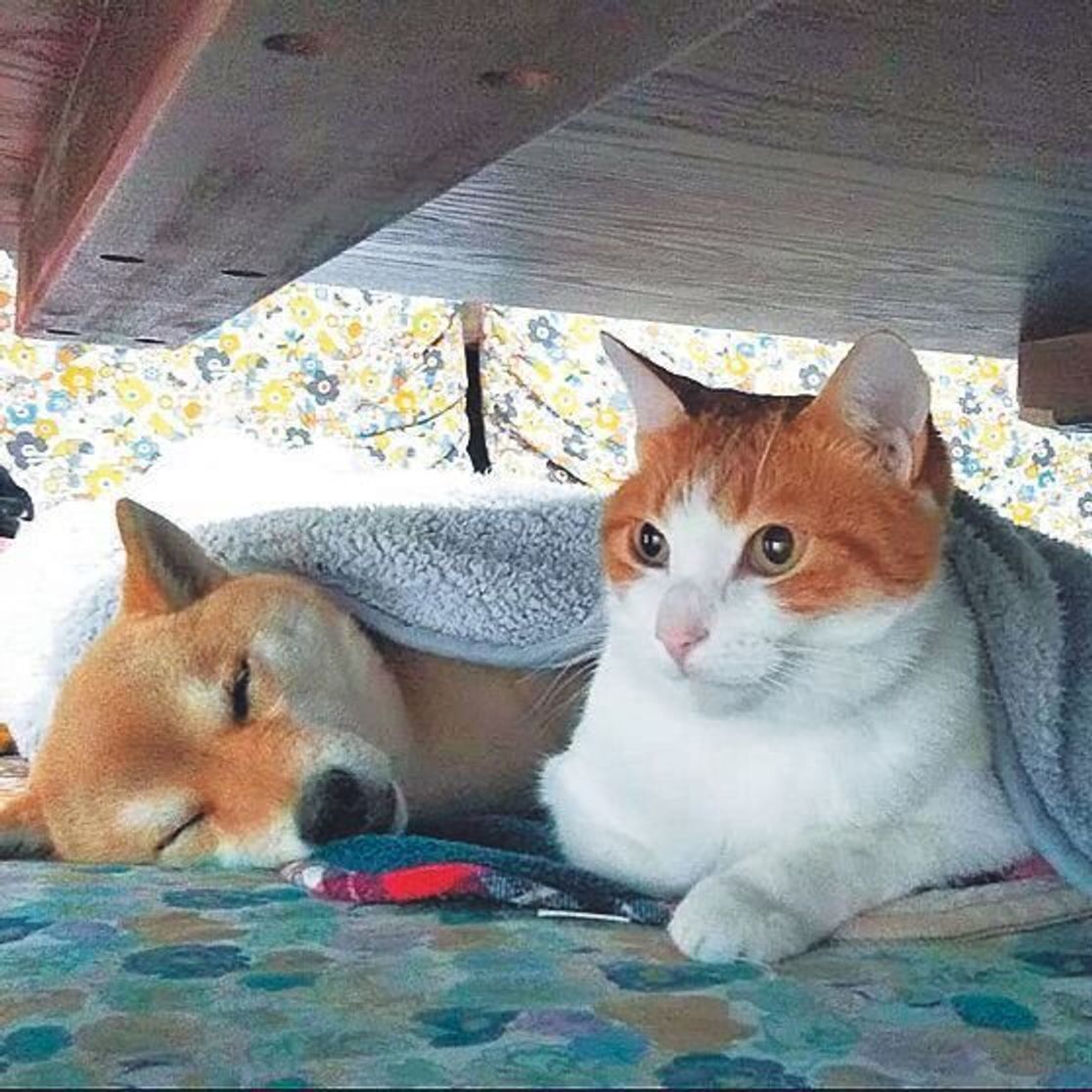 犬2頭 猫2匹との暮らし 憧れの多頭飼いライフについて聞いてみた いぬのきもちweb Magazine 犬2頭 猫2匹との暮らし 憧れの多頭飼いライフについて聞いてみた いぬのきもちweb Magazine