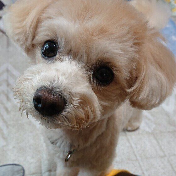 Mixのサラちゃん