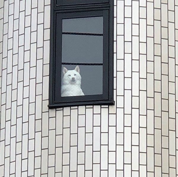 飼い主さんを監視する白柴