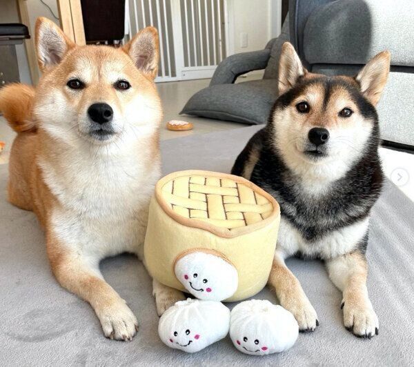 ごまちゃんとつくねちゃん