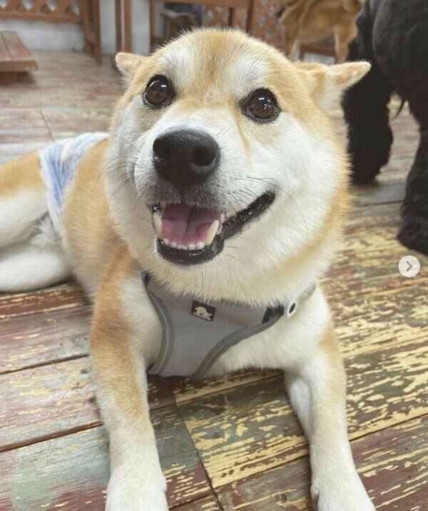 笑顔が可愛いしらすくん