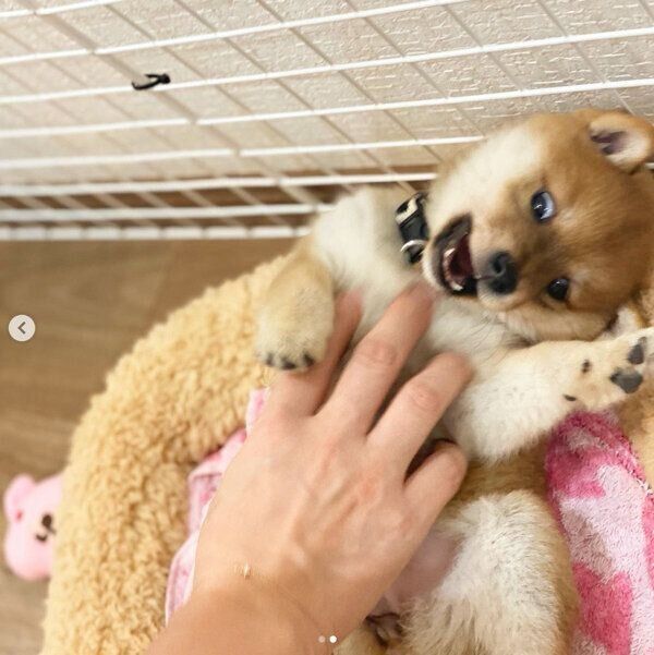 じゃれるてんちゃん