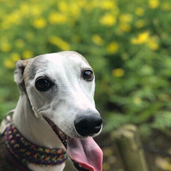 ウィペットのレオンくん