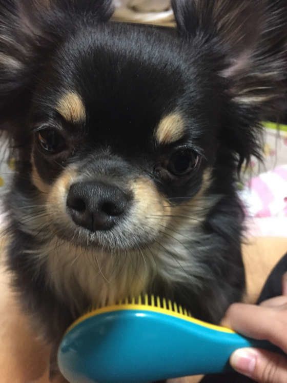 チワワのこむぎちゃん