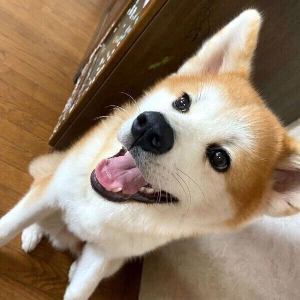 笑顔が可愛い福くん