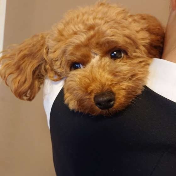 抱っこしてもらうトイ・プードル