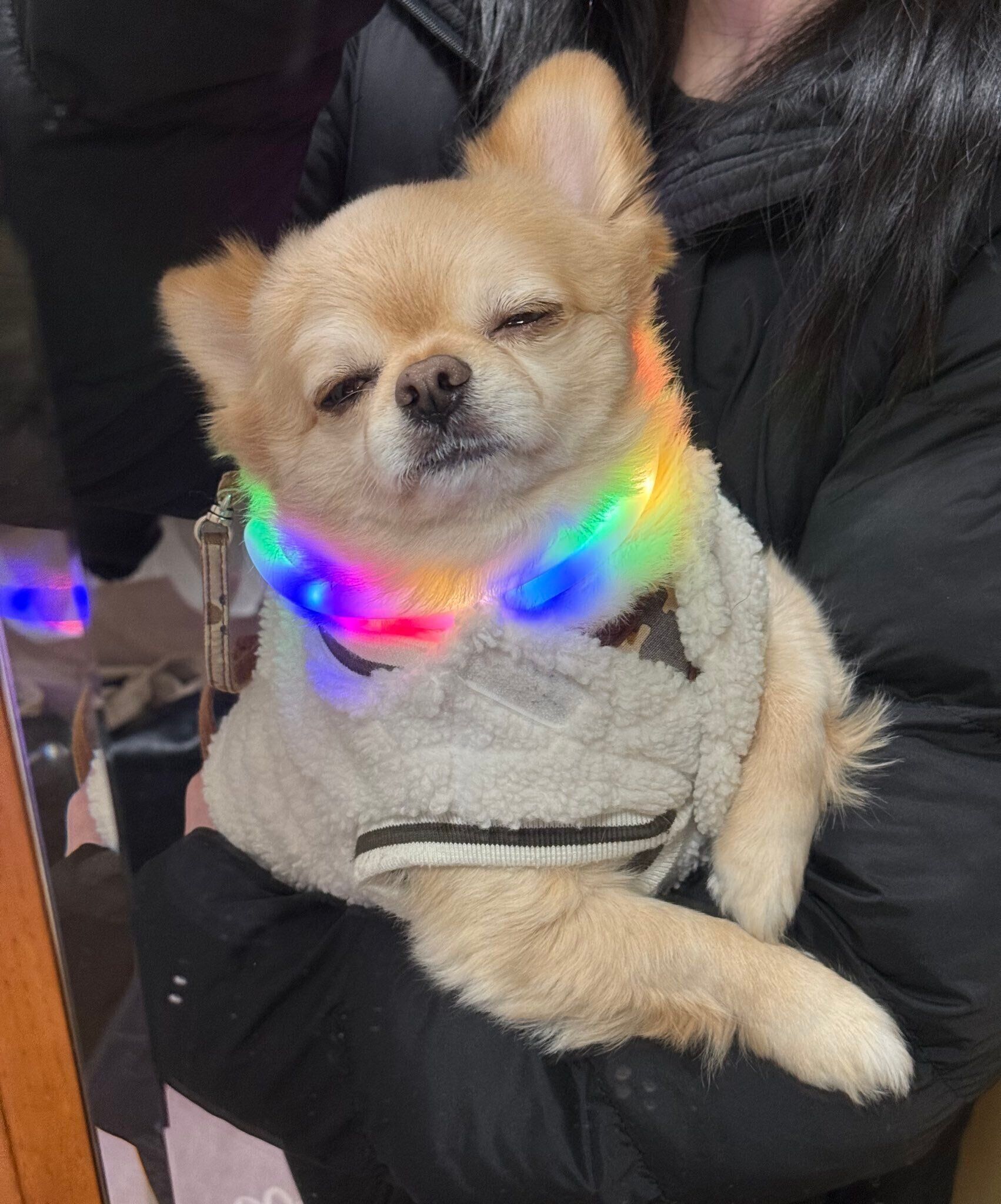 飼い主さんによると「いつも眠そうにしている」というてんくん