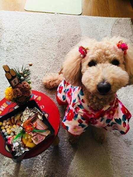 犬におすそわけできる年末年始の料理と注意点 おせち料理